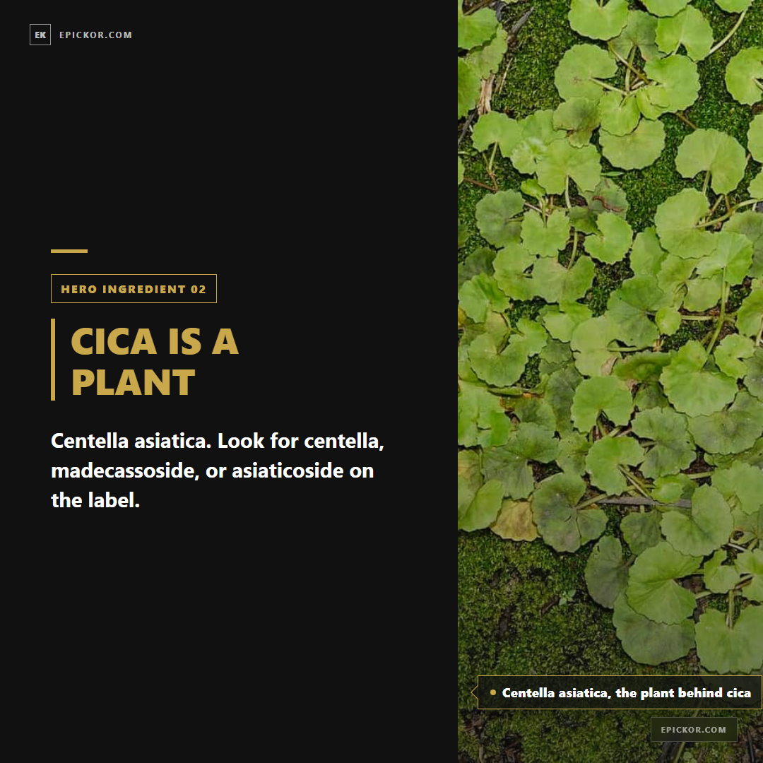 Centella asiatica, the plant behind cica