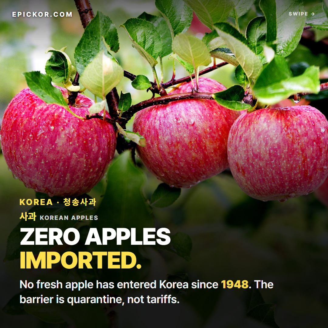 Korean apples (사과), red Fuji-type, on the branch in a Cheongsong orchard, North Gyeongsang (Cheongsong County photo, 2026)