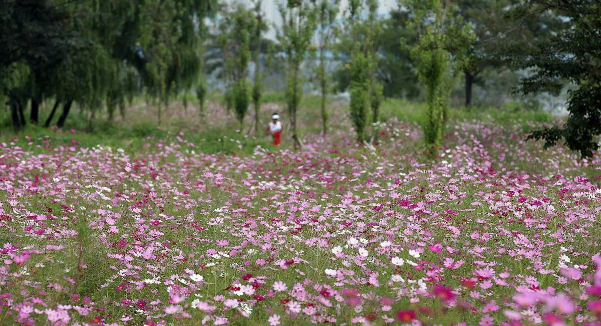 A field of pink and white cosmos flowers in Ichon Hangang Park, Yongsan, Seoul, with trees and a jogger in the background.