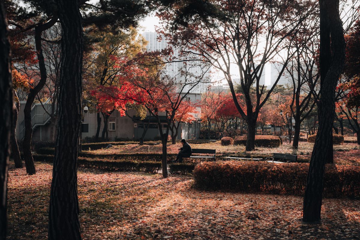 A quiet Seoul park covered in red and gold autumn leaves
