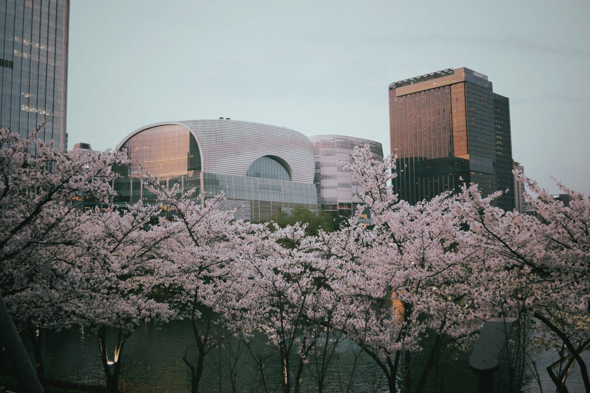 Cherry blossoms framing the Seoul skyline in spring