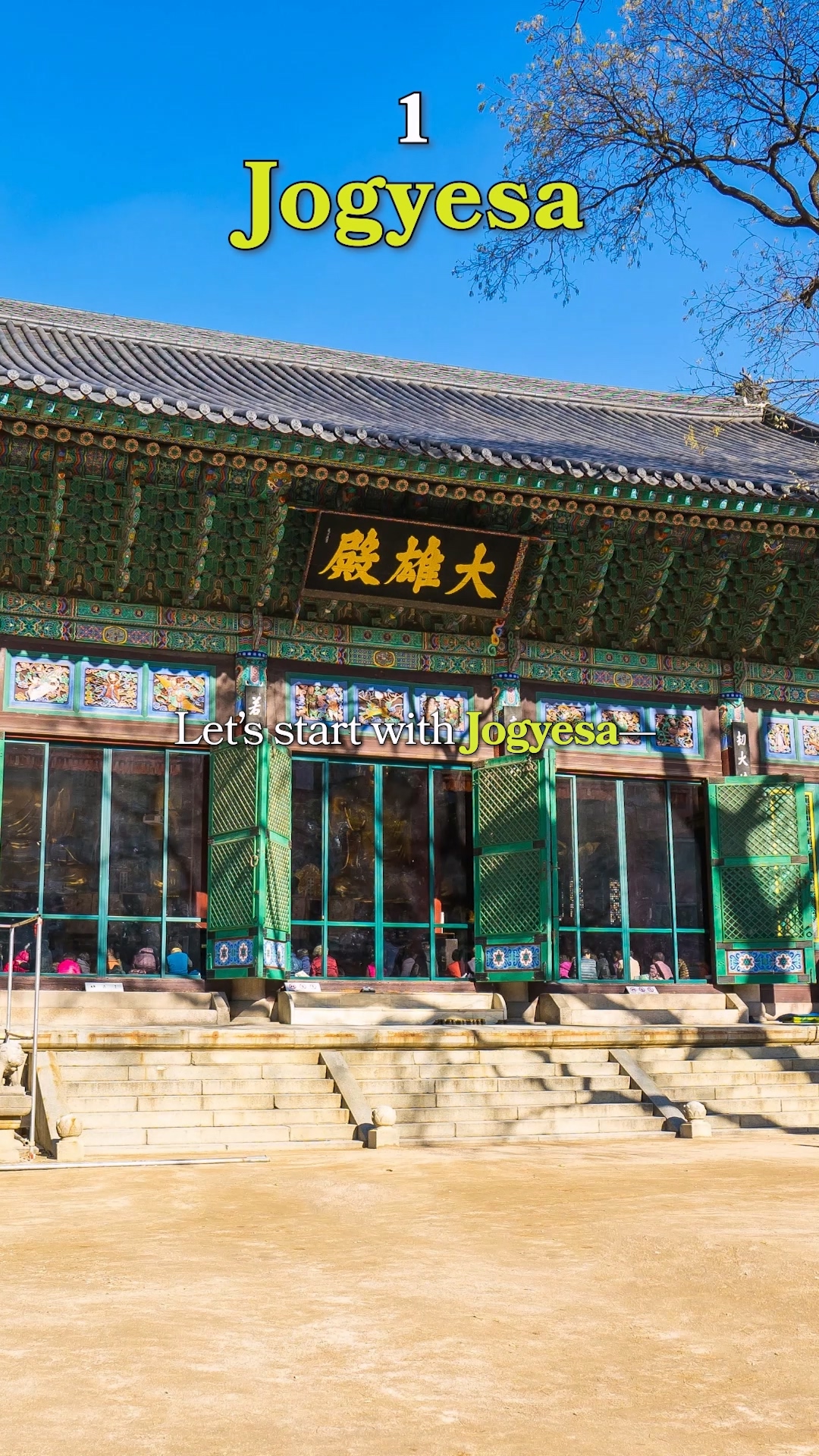 The ancient pine tree standing in front of the main hall
