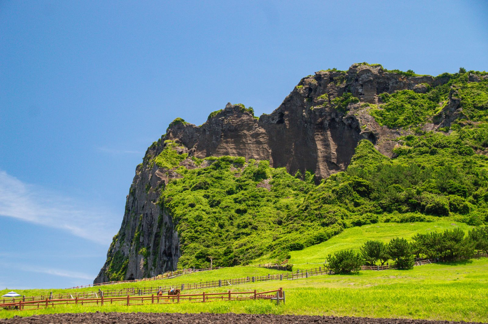 Seongsan Ilchulbong tuff cone rising over green fields on Jeju Island.
