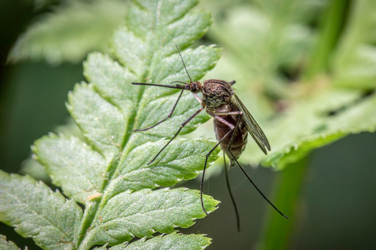 Korea Mosquito Season Guide: Packing and Local Buys