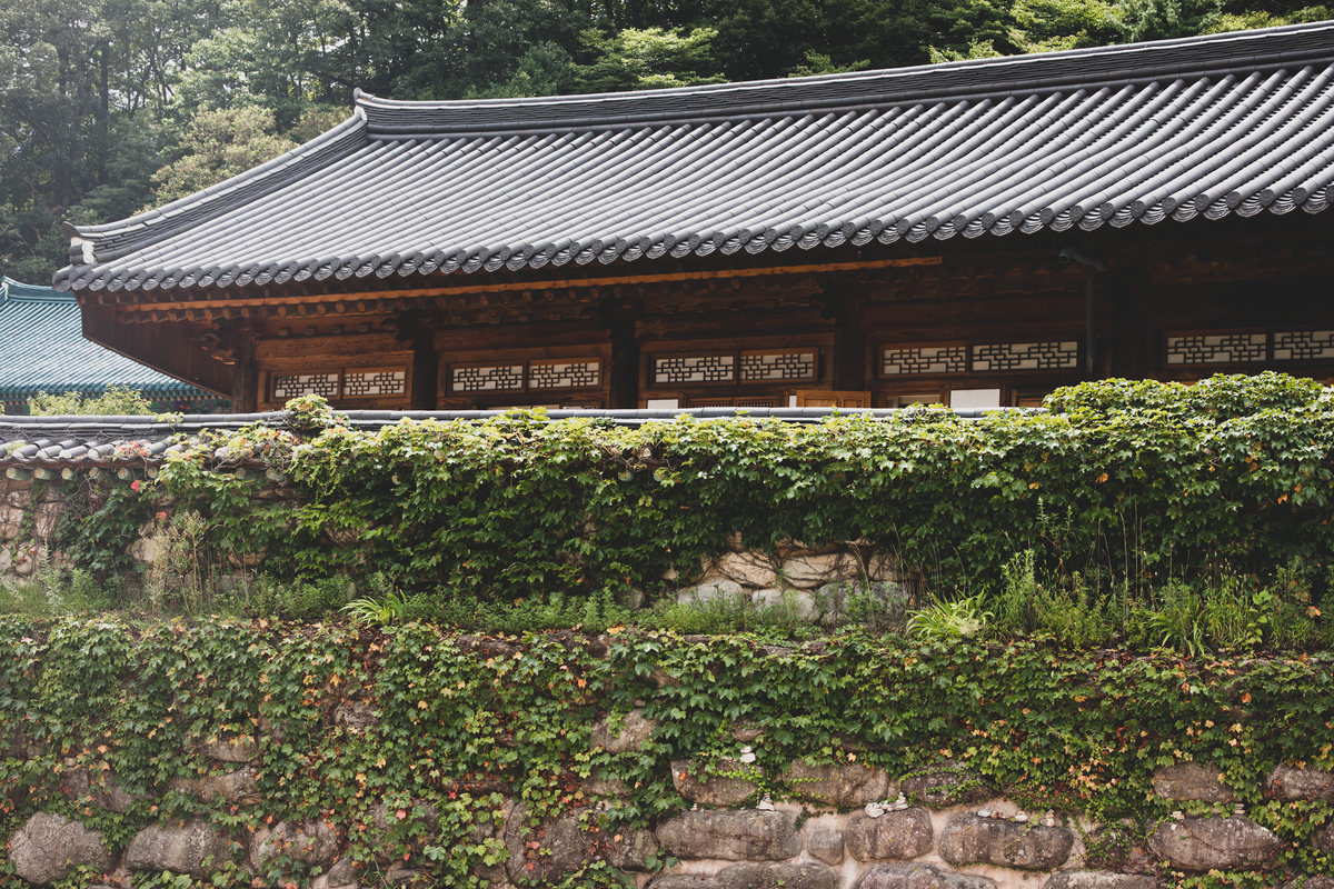 Traditional Korean temple architecture behind an ivy-covered stone wall.