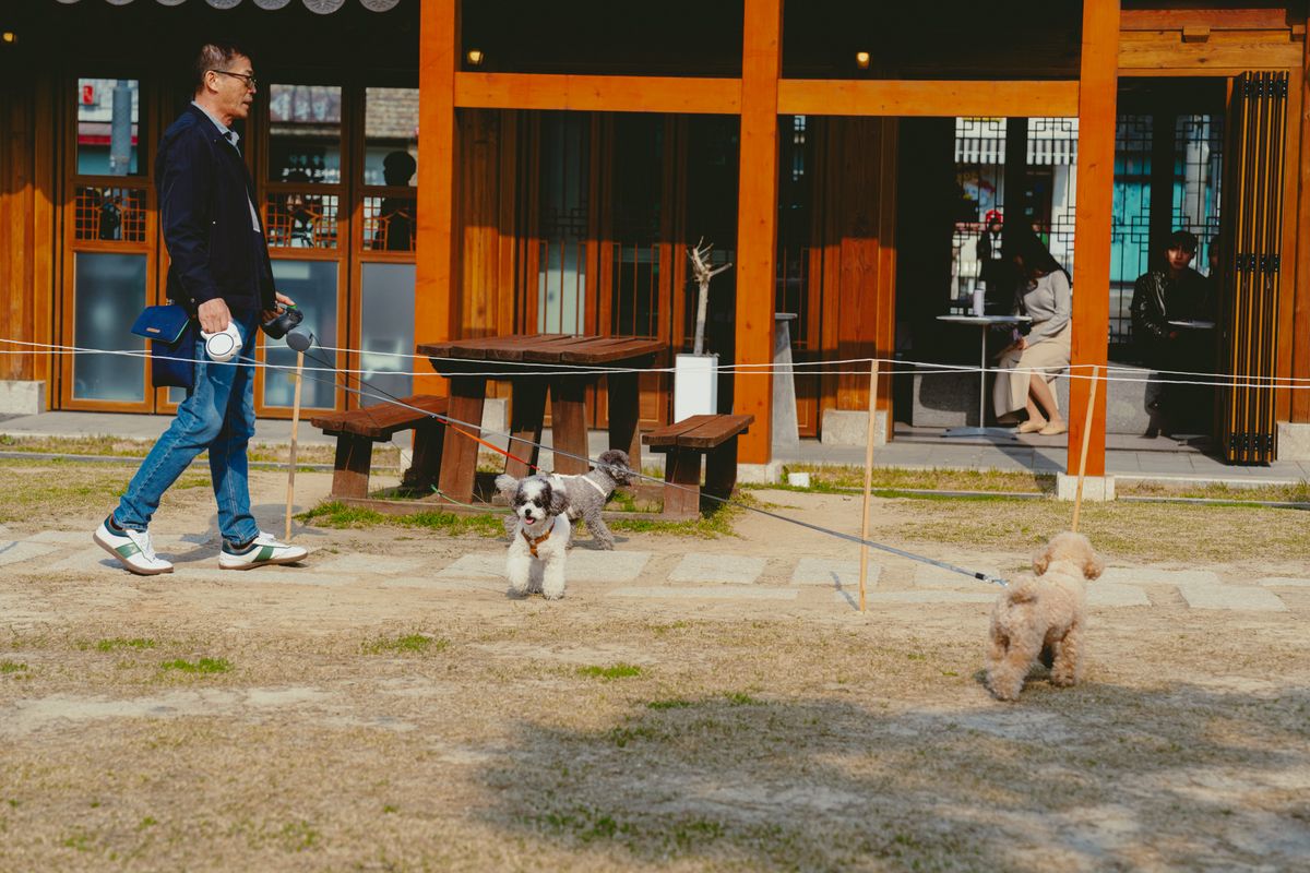 A man walking small dogs near a traditional Korean cafe in Seoul.