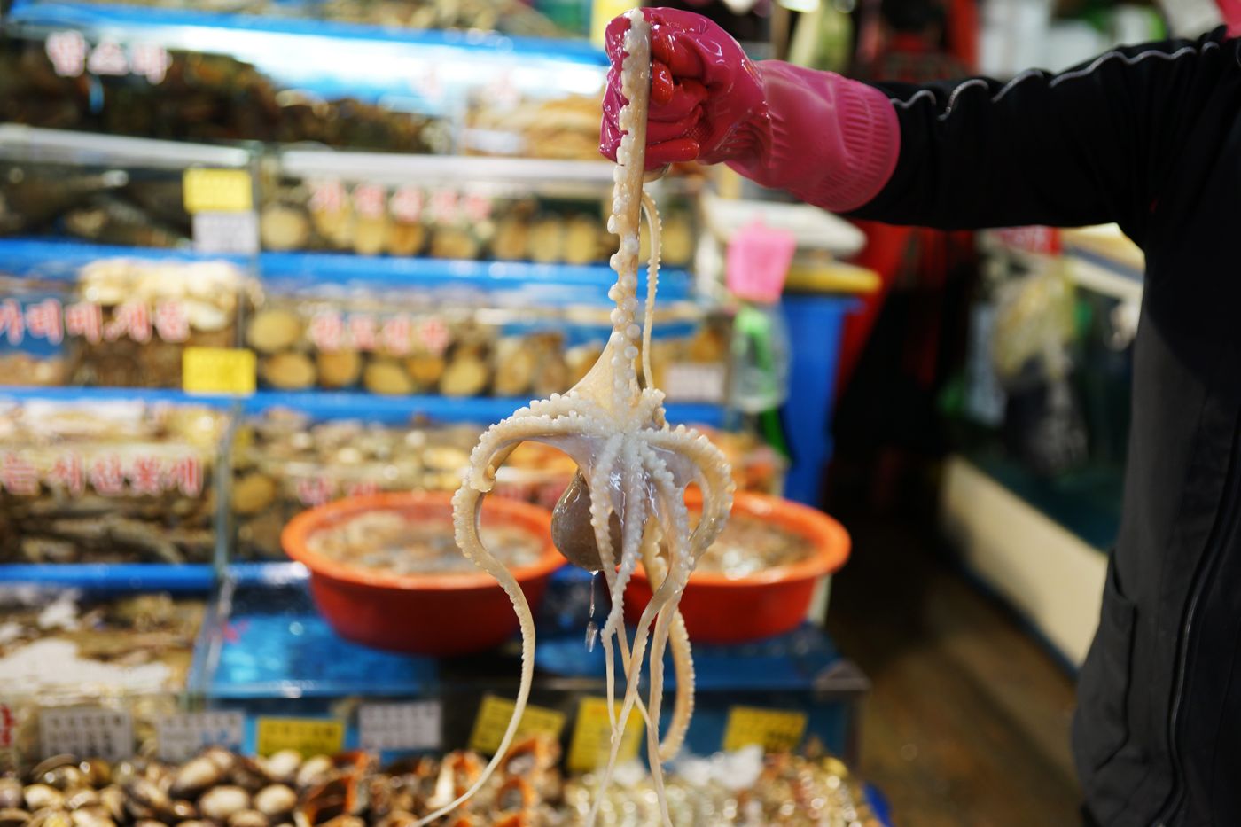 Fresh octopus at a Korean wet market seafood display.