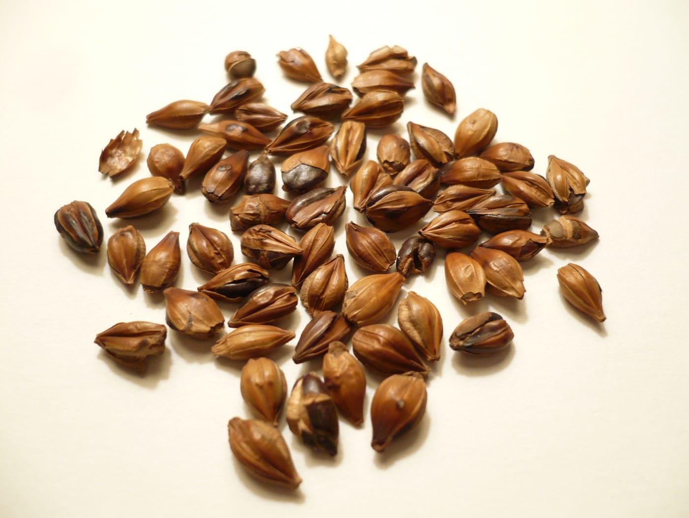 Roasted barley grains used to brew Korean boricha.