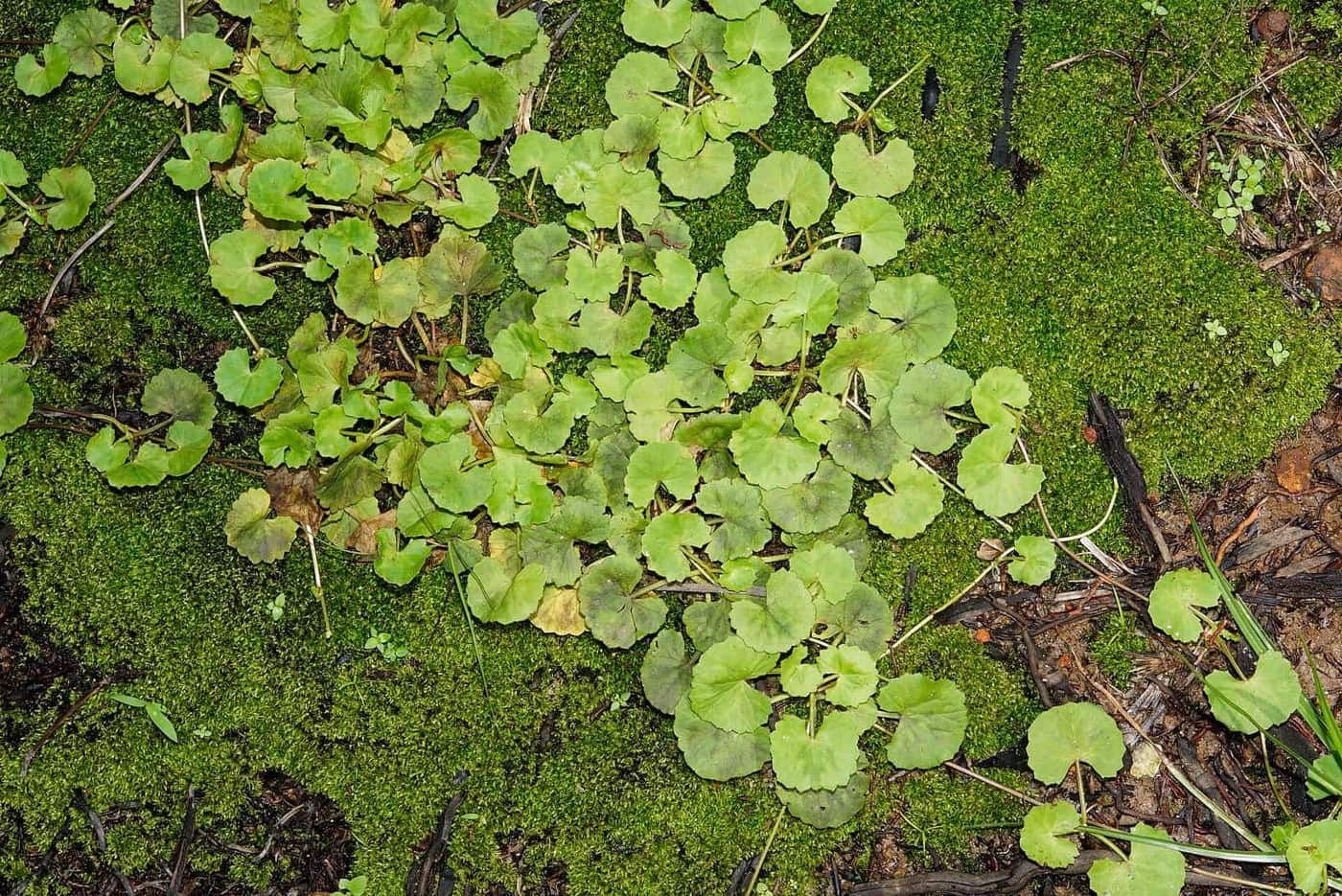 Centella asiatica plants with round green leaves growing over mossy ground.