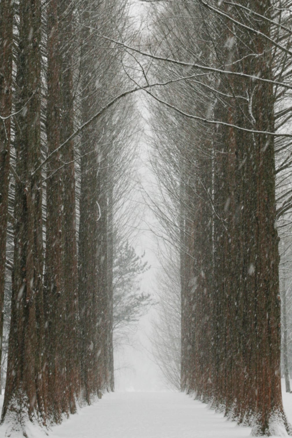 A snow-dusted avenue of tall metasequoia trees on Nami Island in winter.