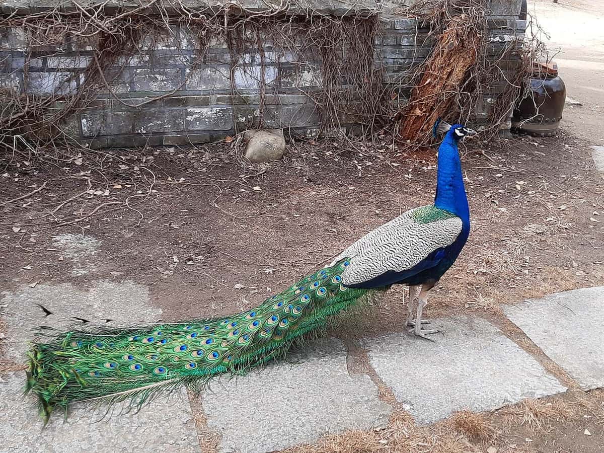 A peacock walking freely on the grounds of Nami Island.