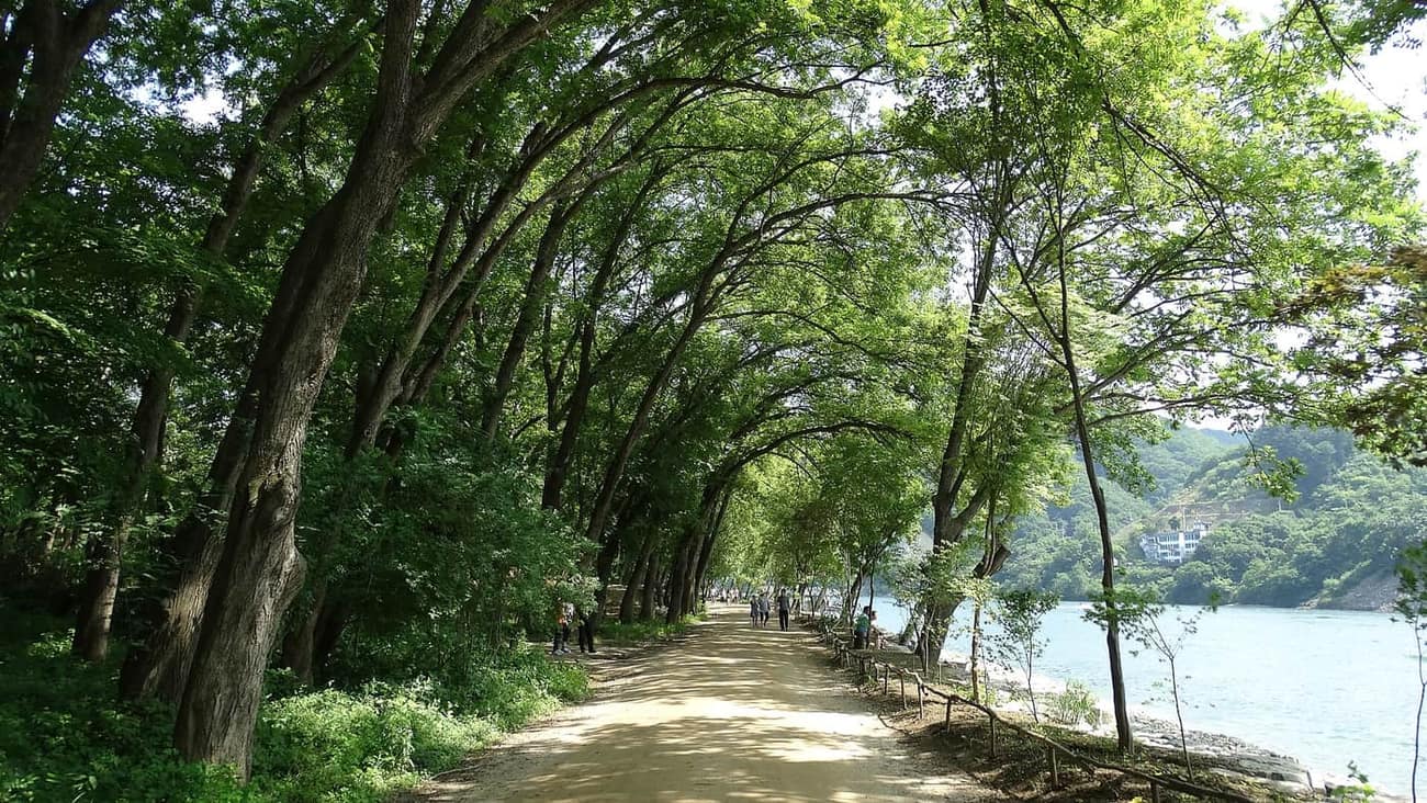 A leafy summer tree tunnel path beside the lake on Nami Island.