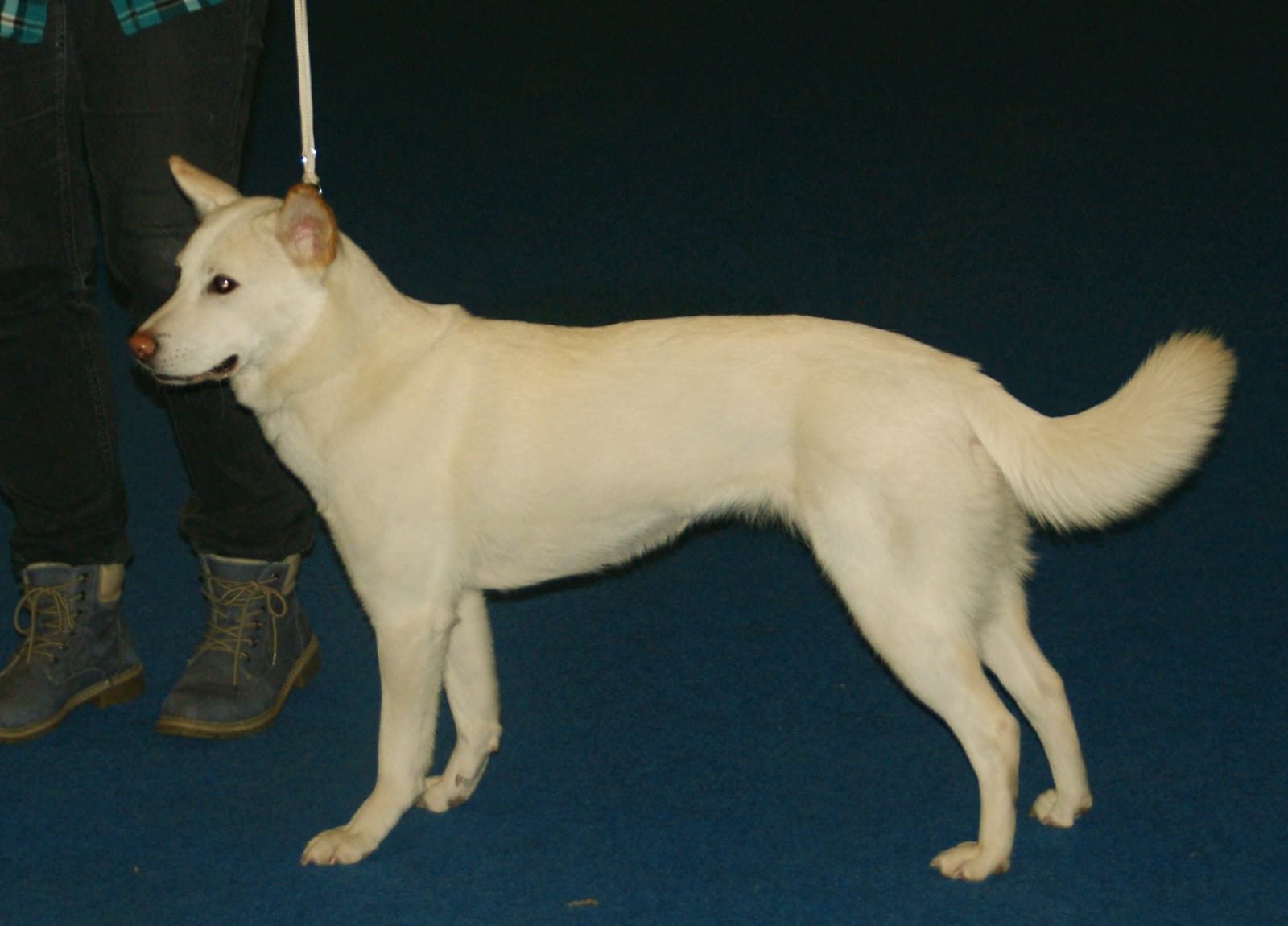A white Korean Jindo dog standing in profile, showing the breed's erect ears and curled tail.