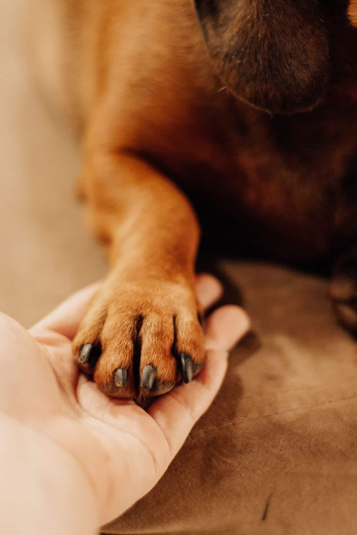 A person's hand gently holding a dog's paw, illustrating the companion-animal bond.