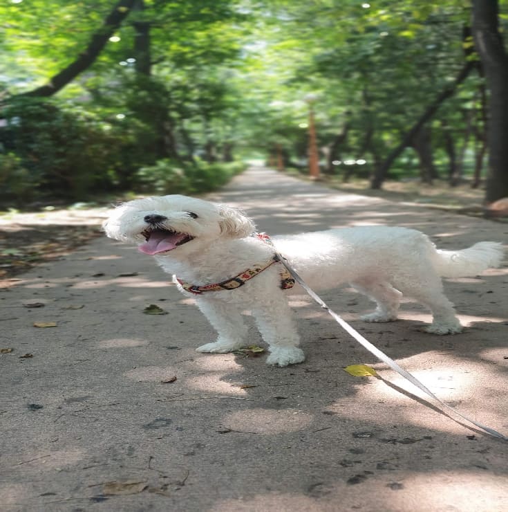 A small white dog on a lead on a tree-lined path in a Korean park.