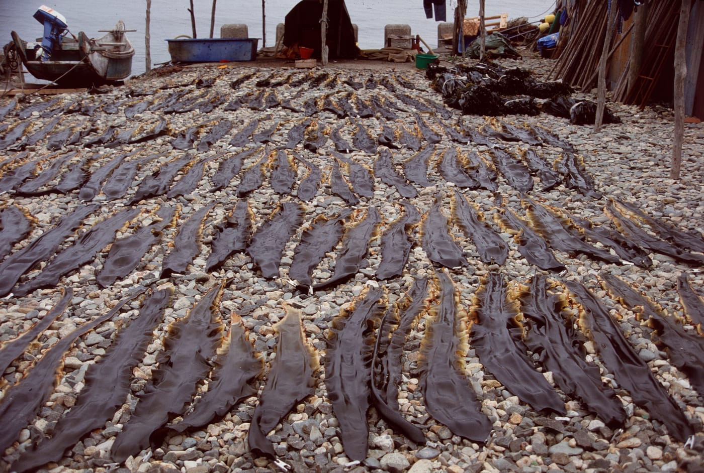 Long ribbons of kelp laid out to dry in the sun in Hokkaido, Japan.