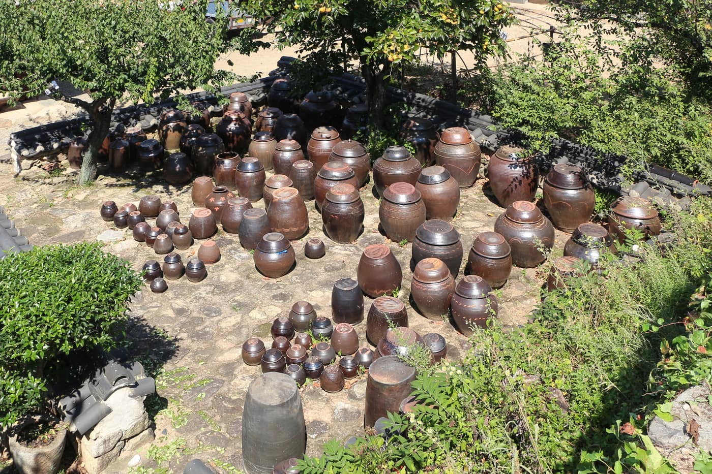 A stone terrace crowded with dozens of dark earthenware jars of different sizes, under persimmon trees.