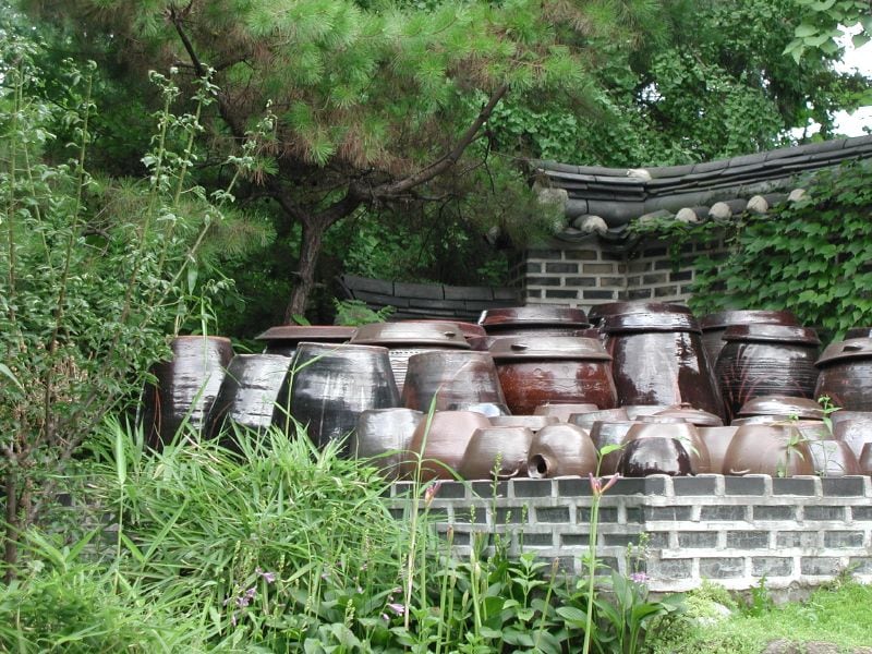 Rows of brown onggi jars of different sizes standing in the grass beside a traditional Korean house.