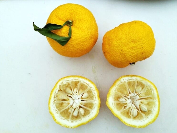 Ripe yuja fruit — Citrus junos — on the branch, showing the deep-yellow, heavily dimpled rind that distinguishes it from a lemon.