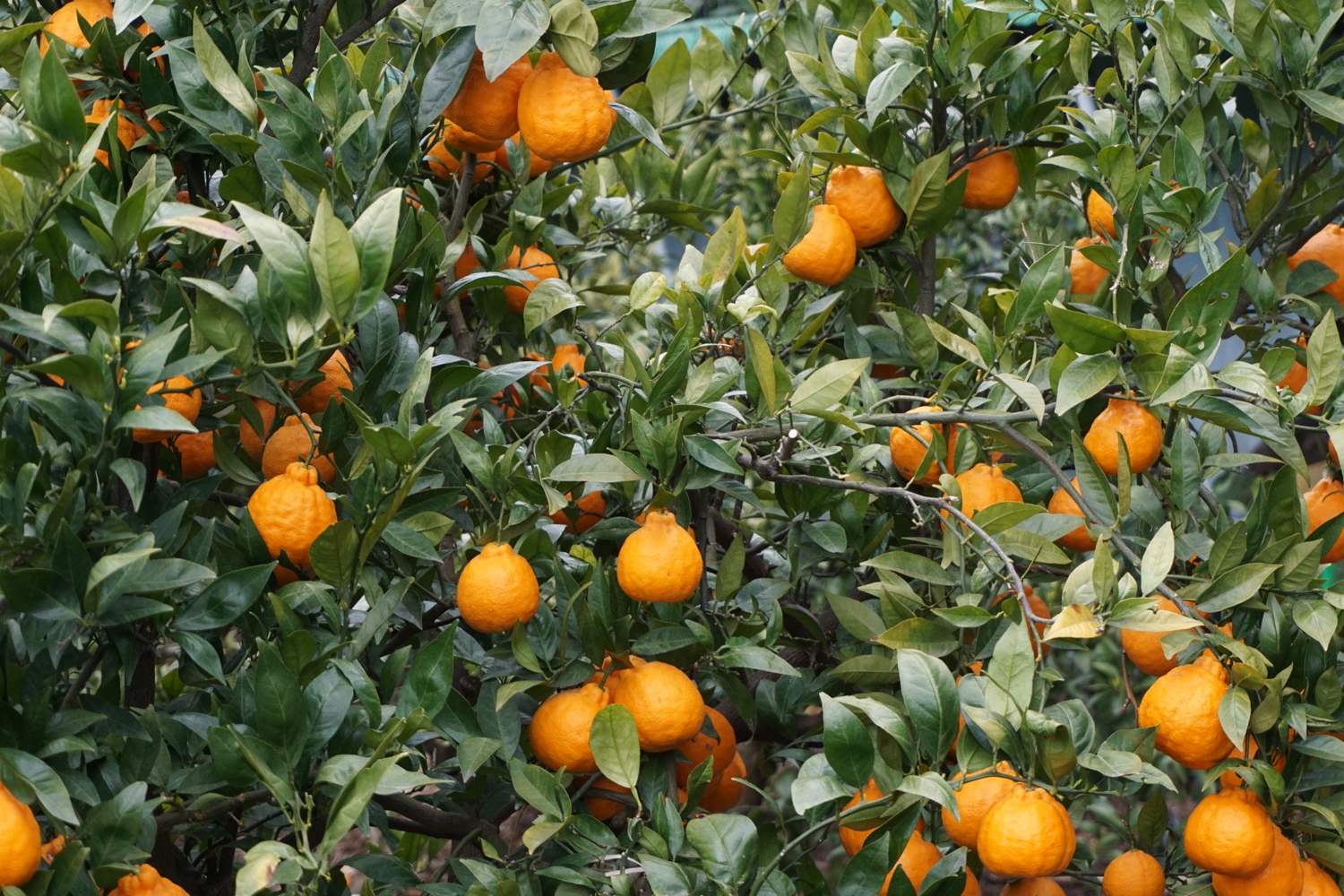Hallabong citrus ripening on a tree on Jeju Island, the bumpy-topped fruit among dark leaves.