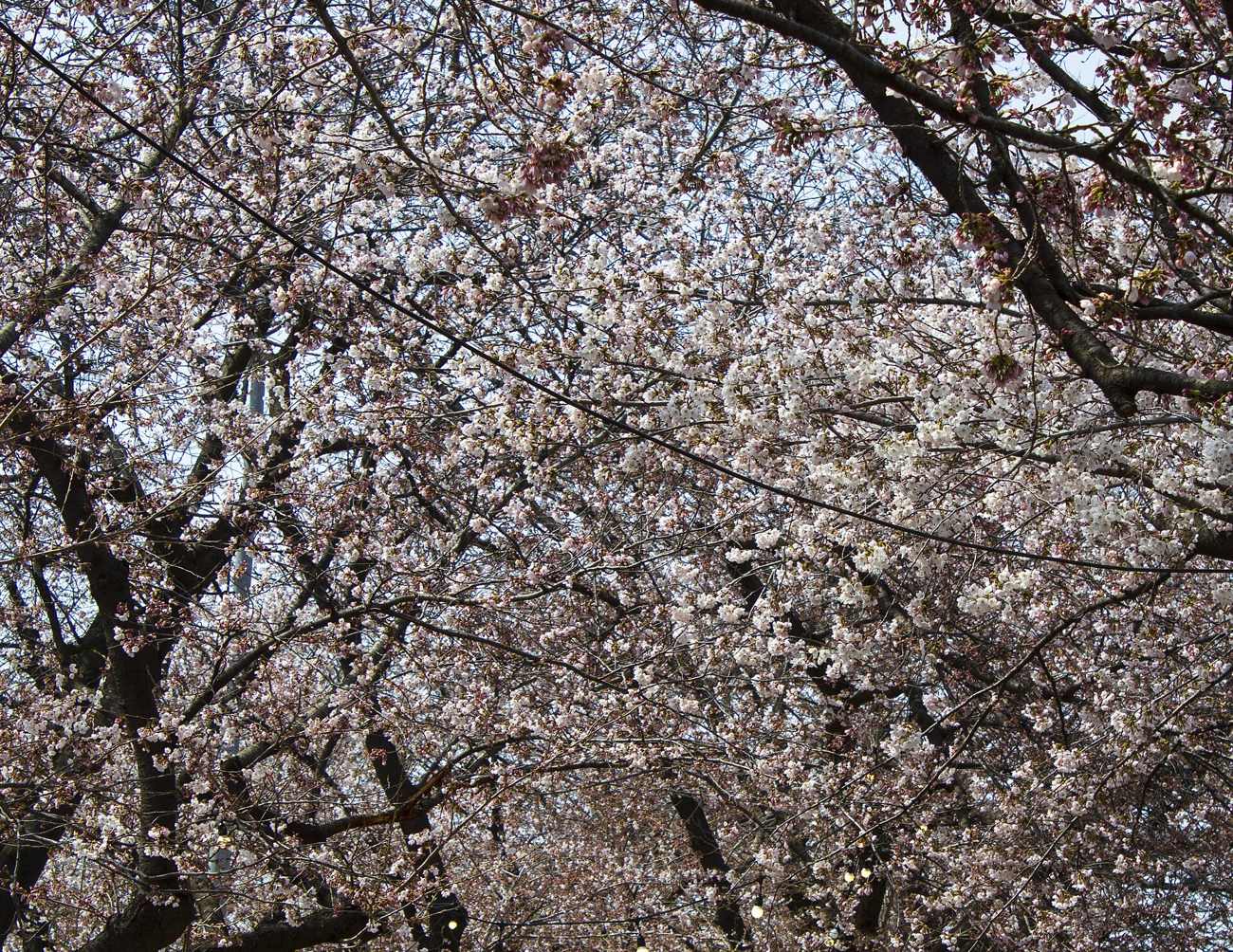 A dense canopy of cherry blossom on Yeouiseo-ro during the Yeouido spring flower festival, Seoul, with a few festival string-light bulbs low in the frame.