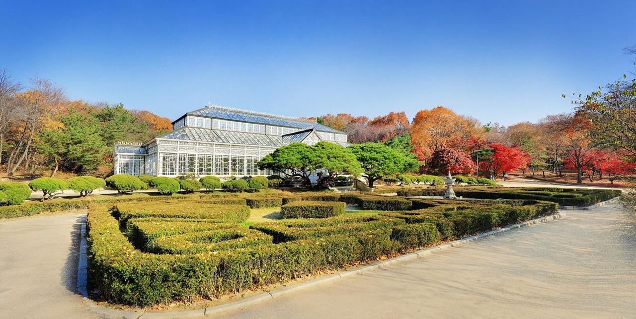 Changgyeonggung's white iron-and-glass greenhouse behind a formal boxwood garden, surrounded by red and yellow autumn trees.