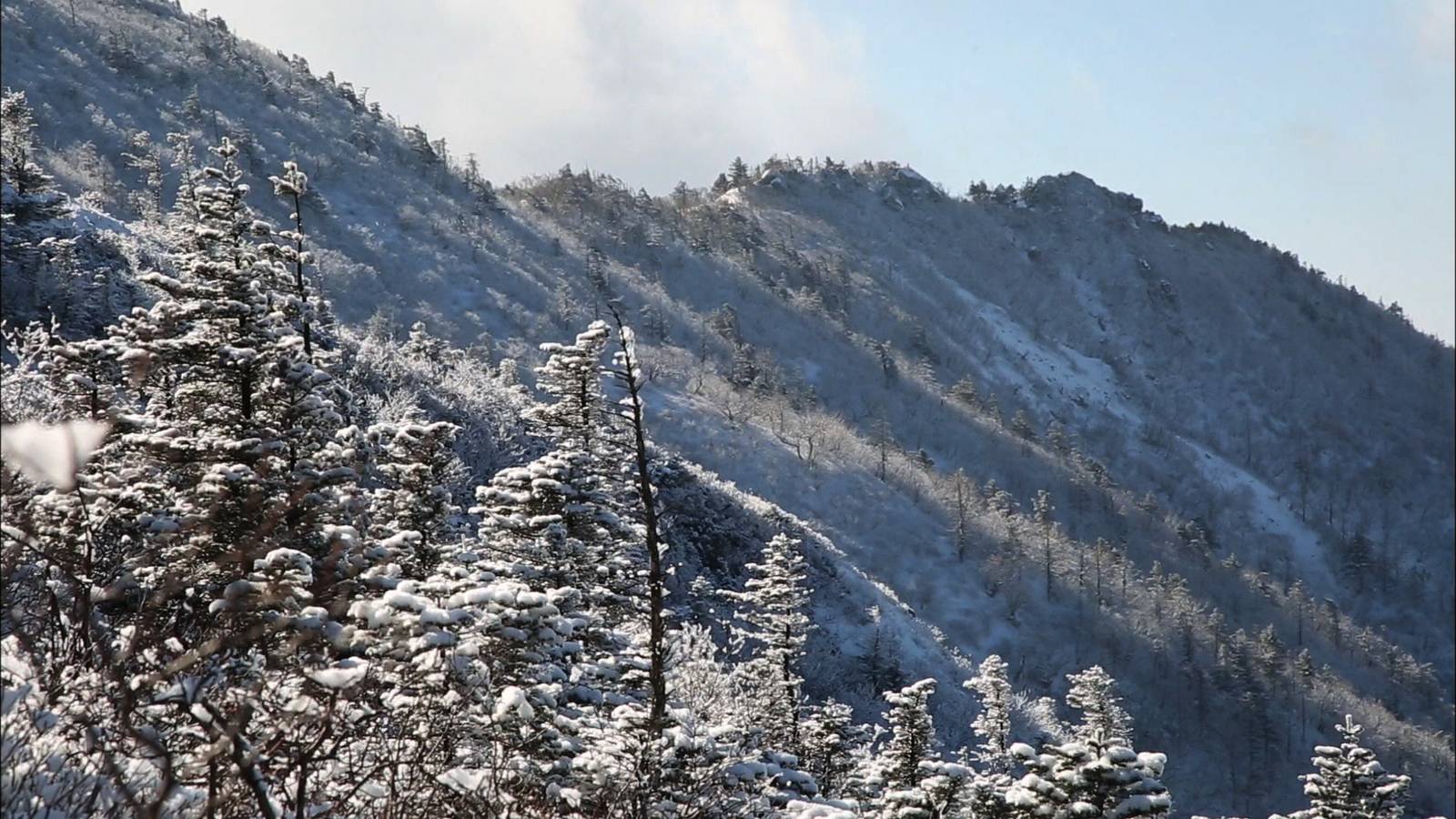 Snow-covered conifers and a snow-dusted mountain ridge in winter sunshine on Seoraksan in Gangwon Province.