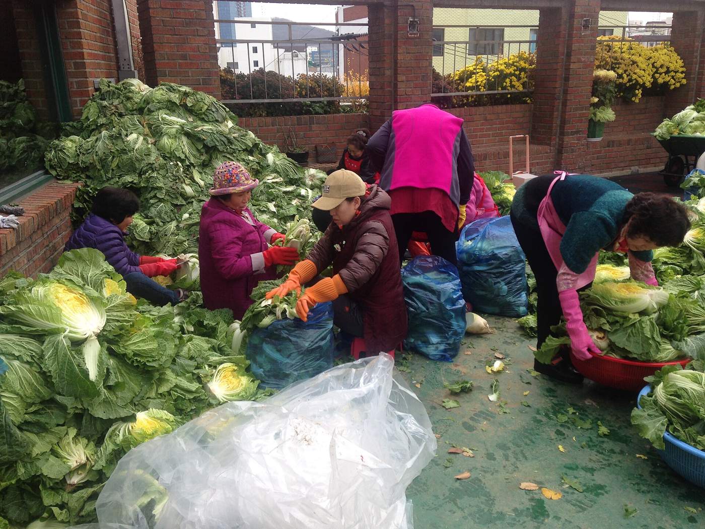 Women in red and orange rubber gloves and padded jackets sorting heaps of napa cabbage on a building rooftop in Korea, plastic bags and tubs around them.