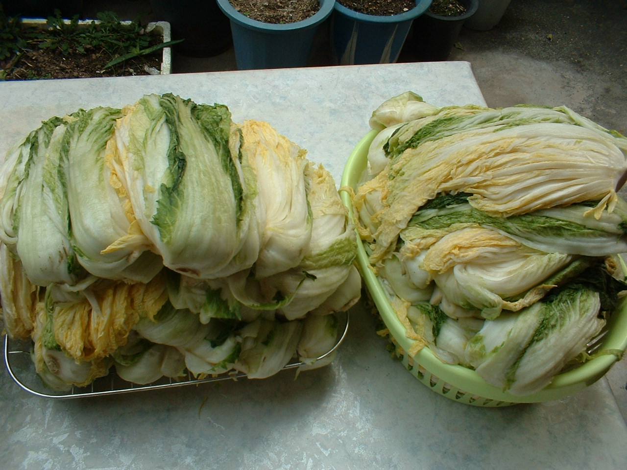 Two piles of brined napa cabbage halves draining in a metal tray and a plastic basket, leaves soft and pale yellow-green.