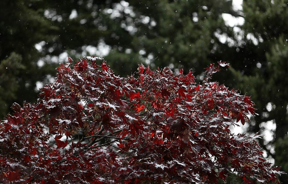 Red maple leaves dusted with fresh snow as flakes fall, with dark evergreens behind, in Jongno-gu, Seoul, on the day of Seoul's first snowfall in November 2013.