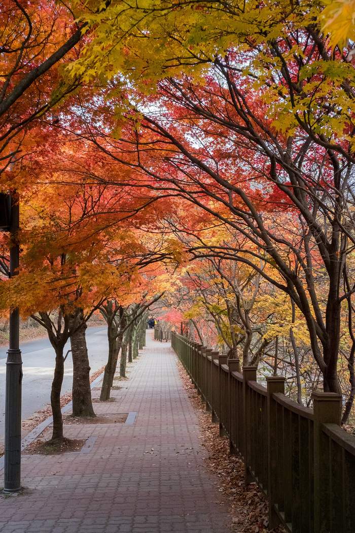 A brick footpath under a tunnel of red, orange and yellow maple trees beside a wooden fence at Naejangsan, North Jeolla, in mid-November.