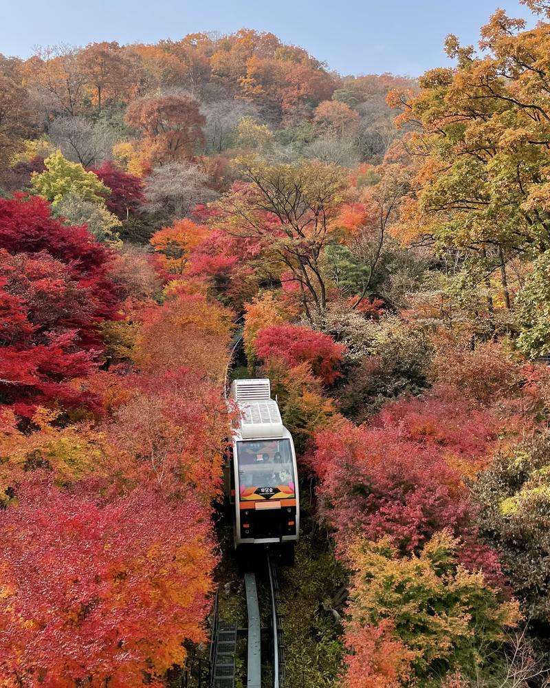 A white-and-orange Hwadam Forest monorail car on a single track through a hillside of red, orange and yellow maples under a clear sky.