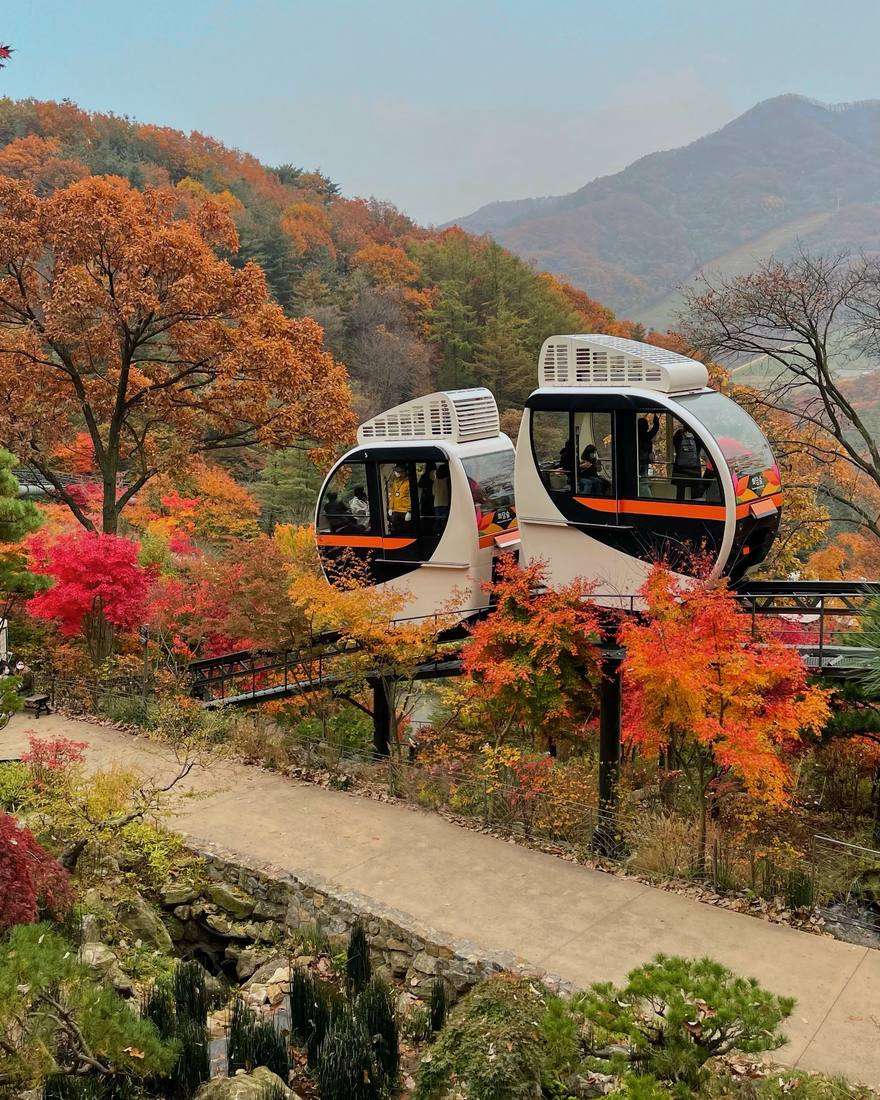Two white monorail cars with orange stripes, carrying passengers, cross a raised track above a garden path, with red and orange maples and a mountain ridge behind.