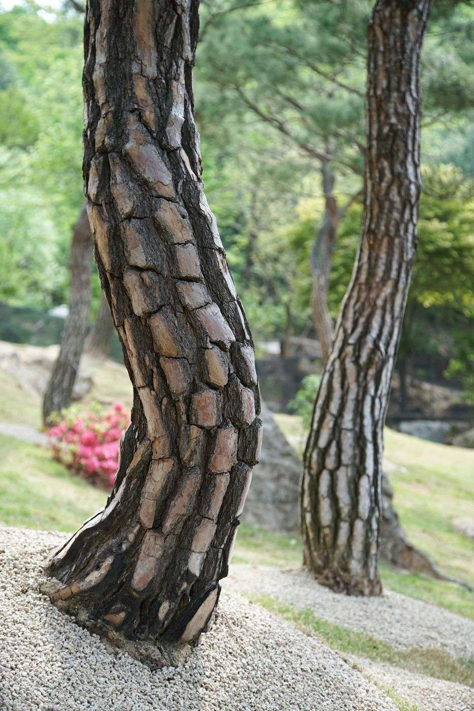 The thick, plated bark of a pine trunk at Hwadam Forest, with a second pine, a gravel bed and pink azaleas behind it.