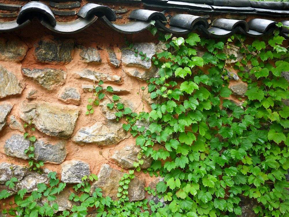An old-style wall of rough stones set in earthen mortar, topped with dark curved roof tiles, partly covered by green ivy.