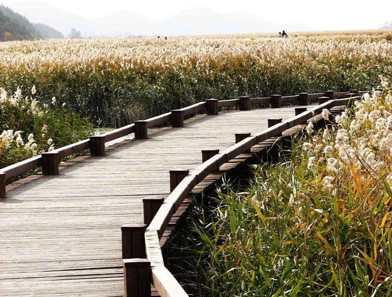 A wooden boardwalk curving through tall reeds with silvery seed heads in Suncheon Bay, with low mountains behind on a hazy day in October 2008.