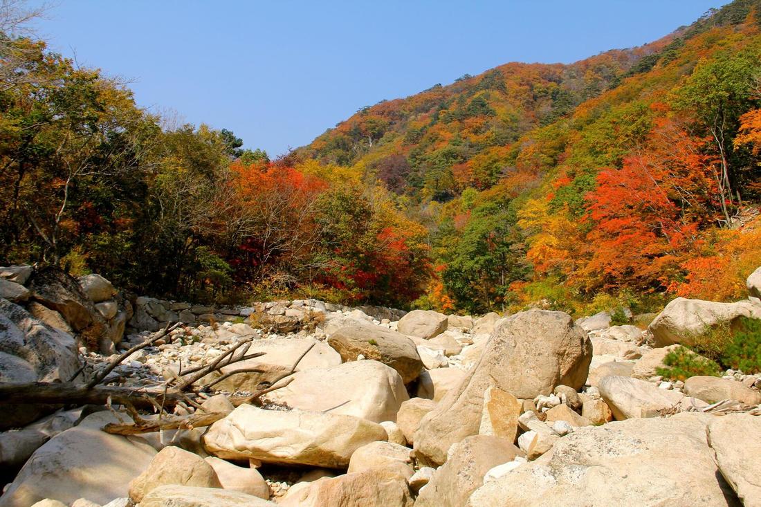 A rocky stream bed in a Seoraksan valley in autumn, with large pale boulders in the foreground and wooded slopes behind turned red, orange and yellow under a blue sky, 18 October 2015.
