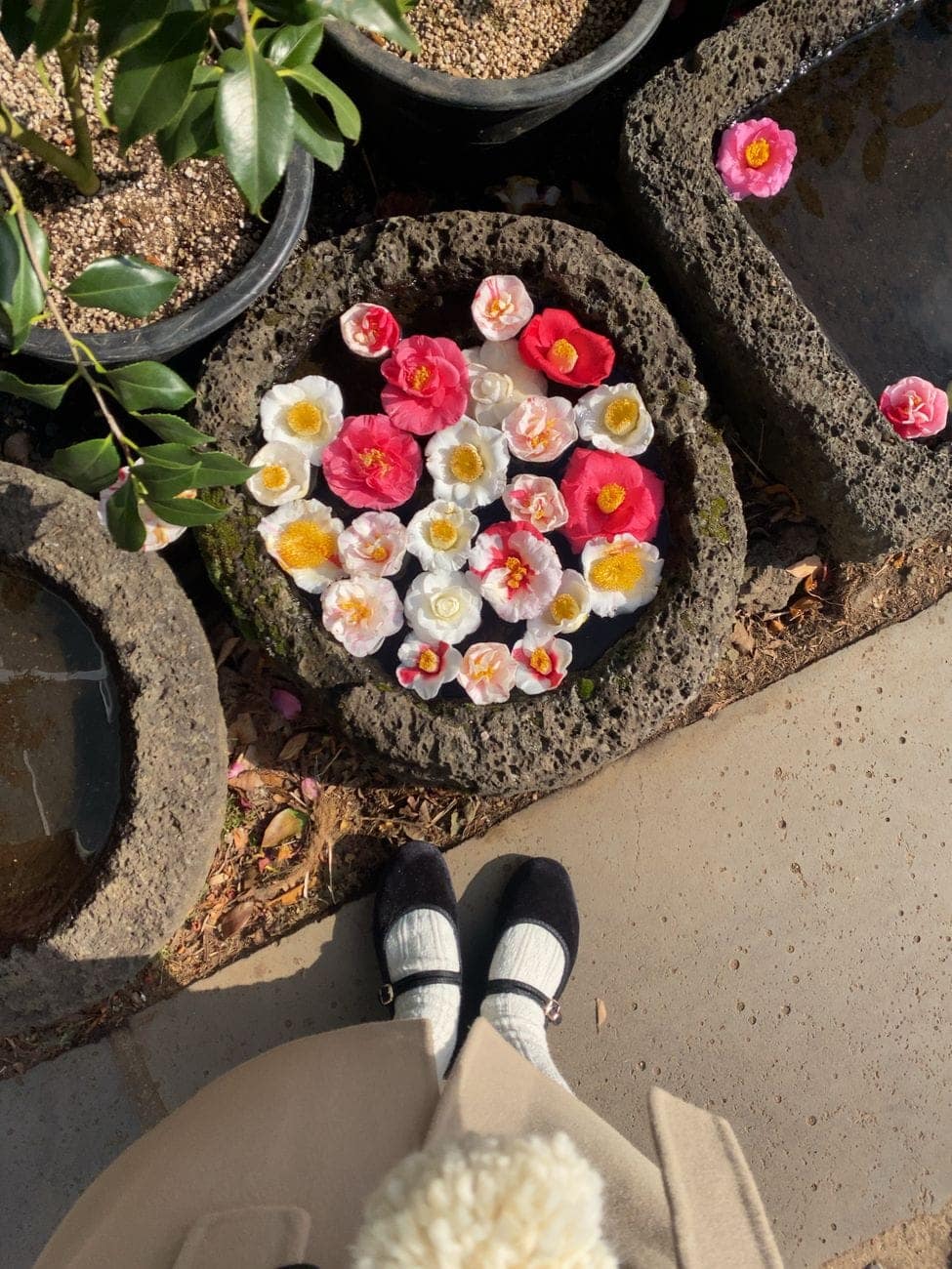 Pink, white and red camellia flowers floating face-up in a round basin of porous grey volcanic stone, with potted camellia plants and the feet of a visitor in winter shoes beside it.
