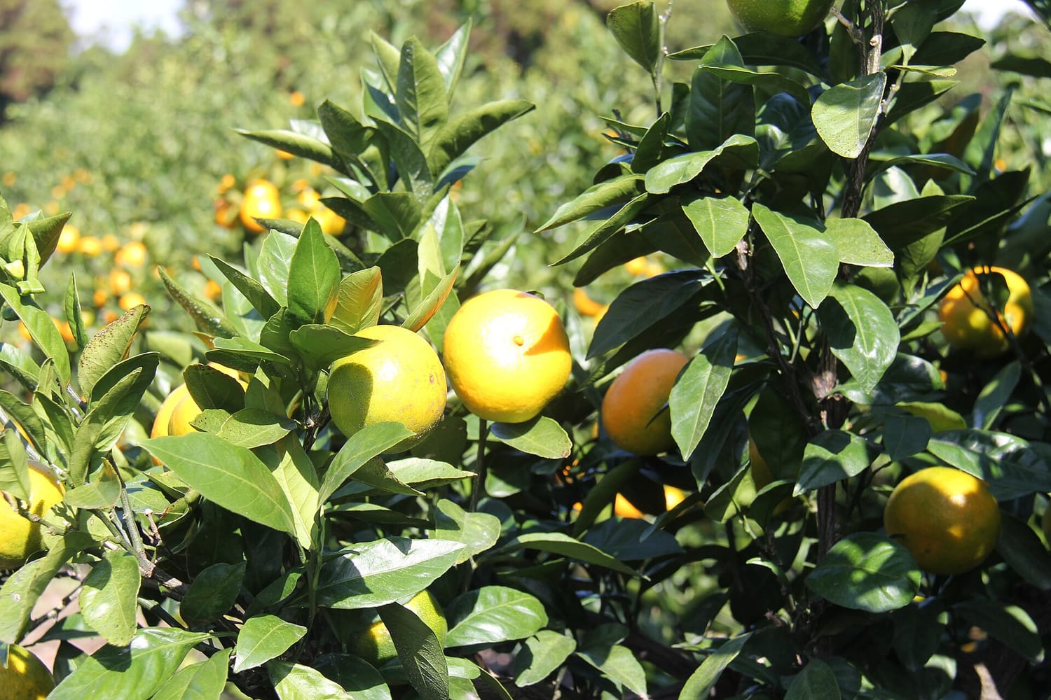 Jeju in Winter, Korea: Tangerine Picking and Camellia Gardens — Prices, Seasons and Which Farms by Bus