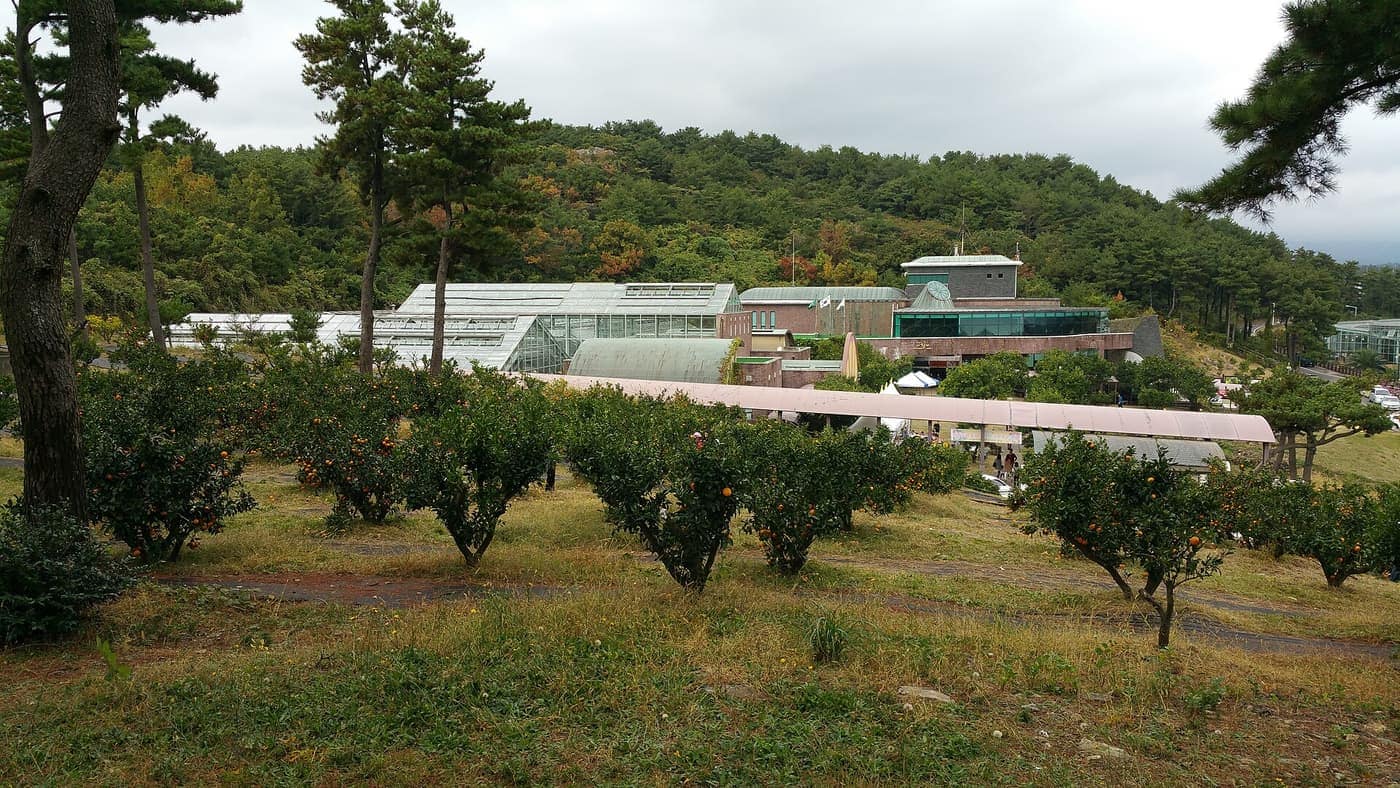 Rows of small, rounded citrus trees with orange fruit on a grassy slope, with the glass greenhouses and brick buildings of the Citrus Museum behind, below a wooded hill.