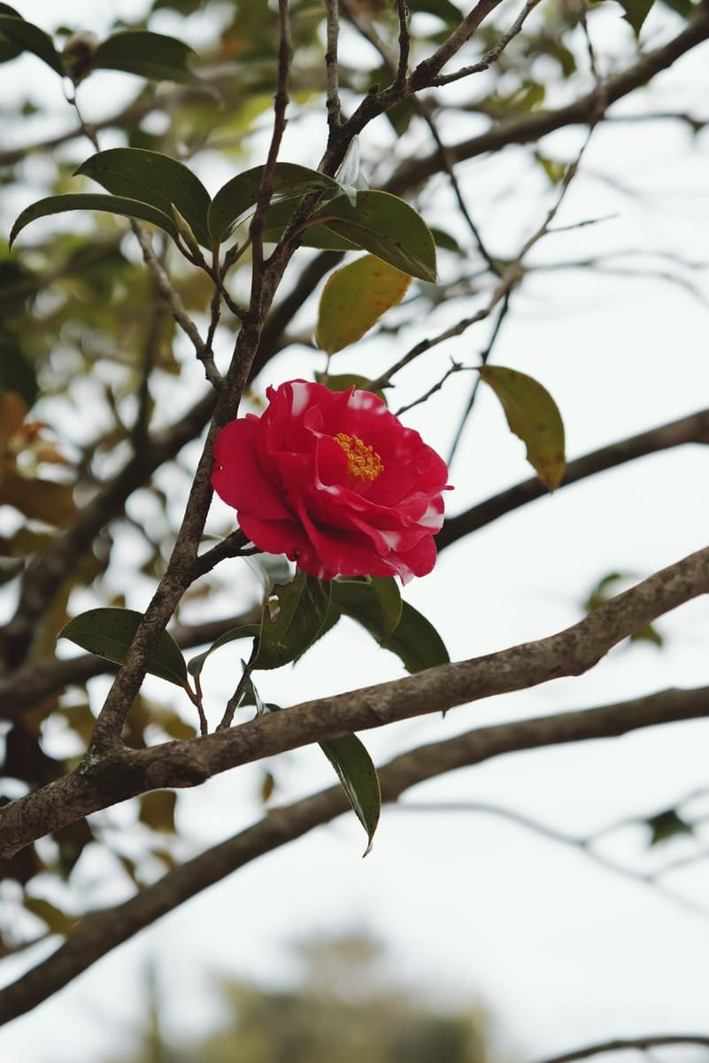 A single red camellia flower with a yellow centre and white streaks on its petals, on a bare grey branch with a few dark leaves, against a pale sky.