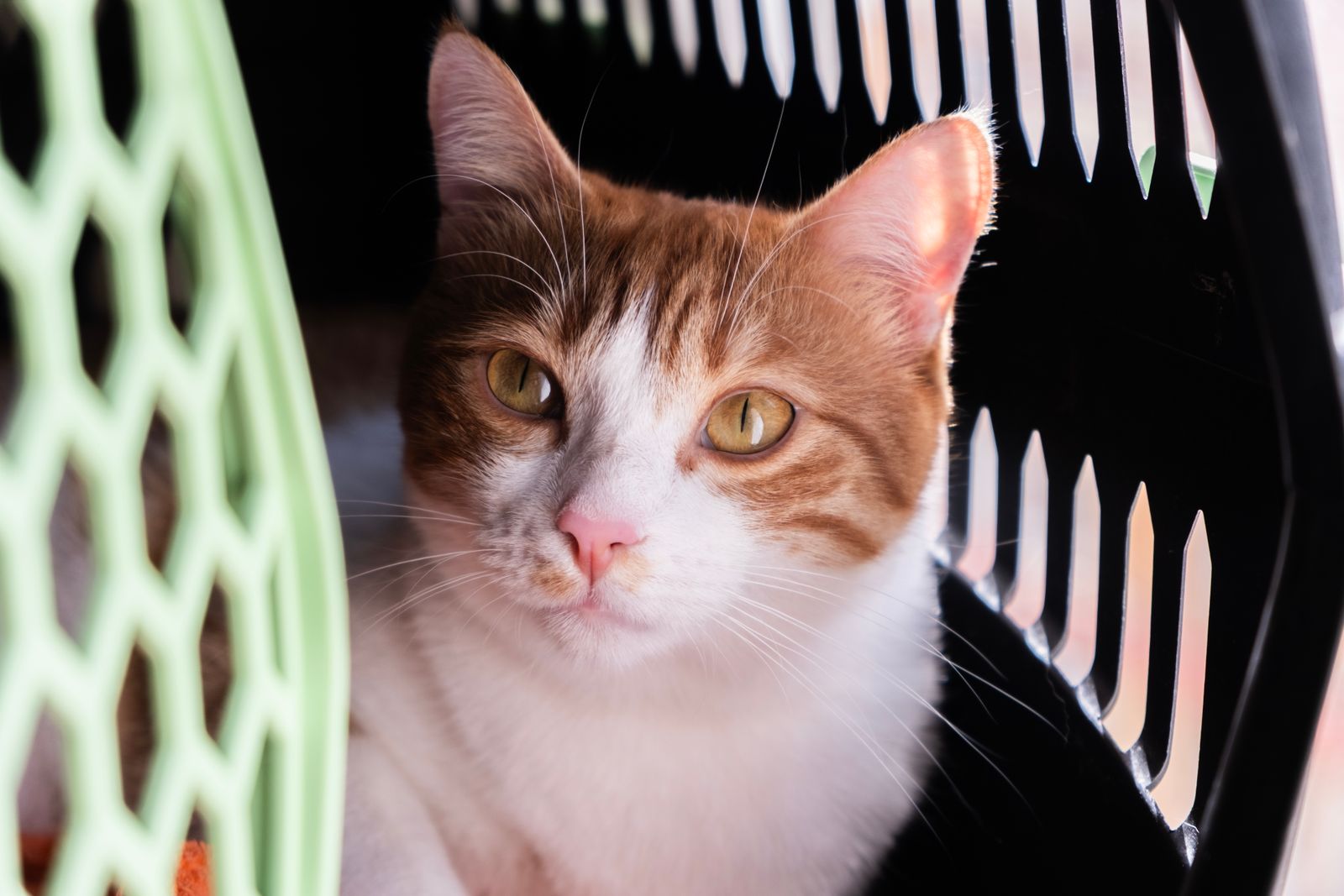 An orange and white cat with amber eyes sits inside a black plastic pet carrier with a pale green mesh door, looking straight at the camera.