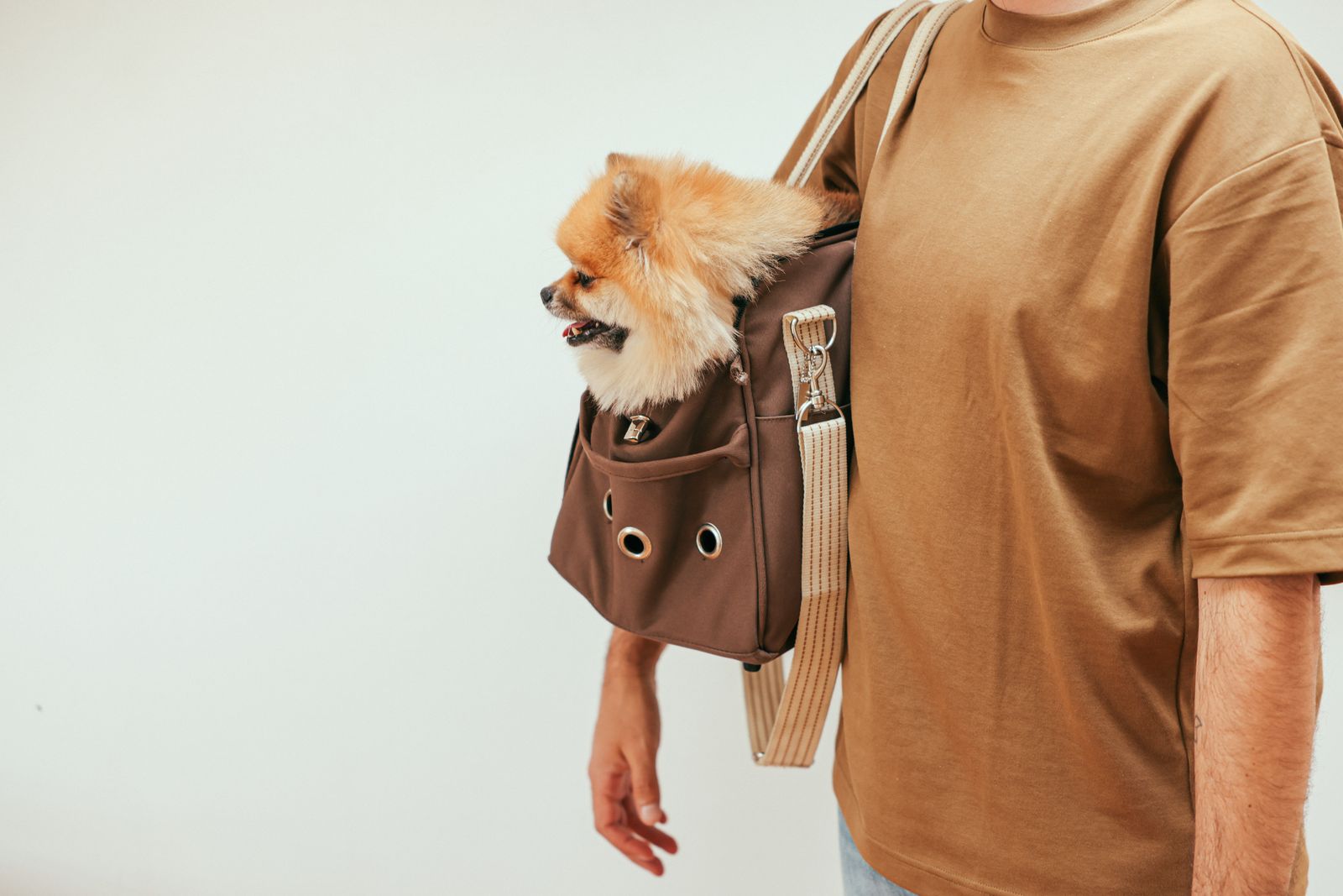 Bringing a Dog or Cat to Korea: Microchip, Rabies Titer and Quarantine