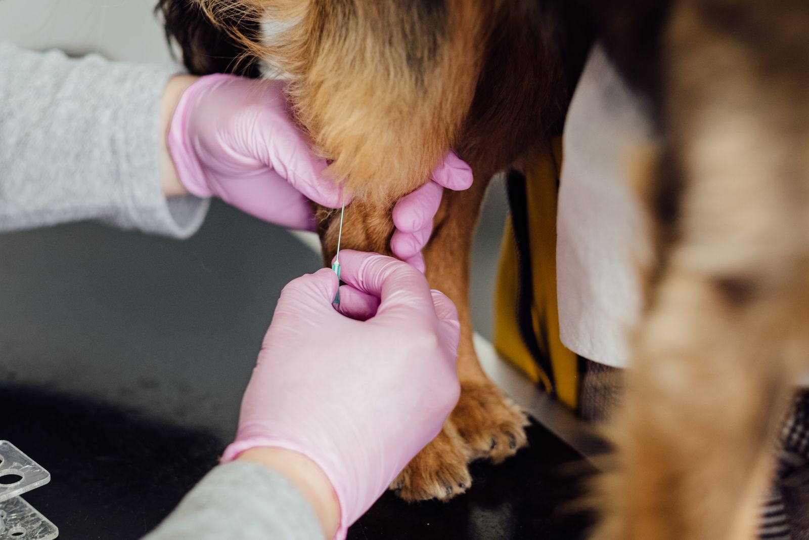 A veterinarian in pink gloves inserts a fine needle into the front leg of a small brown long-haired dog standing on an exam table, a second gloved hand steadying the leg.